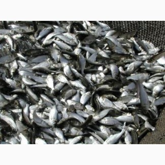 Продам живую товарную рыбу: толстолоб