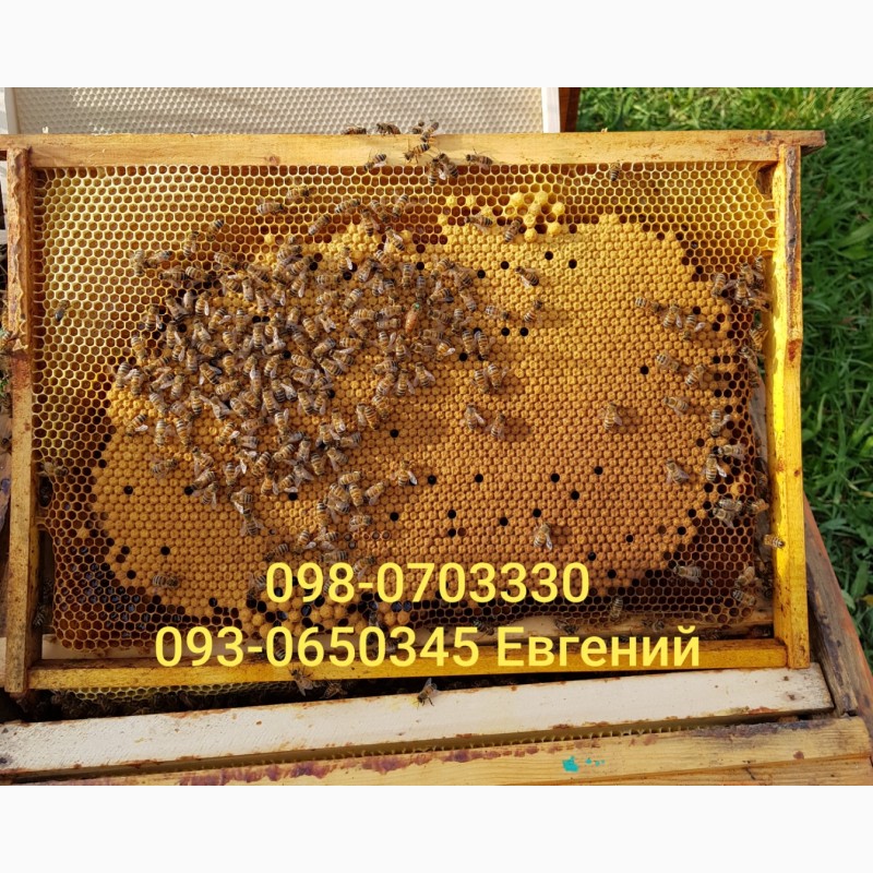 Фото 3. Продам 300 пчелопакетов с собственной пасеки Бакфаст