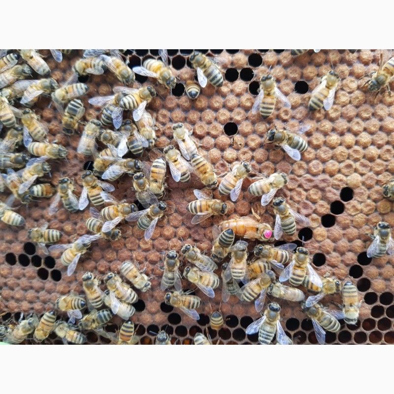 Фото 4. Продам 300 пчелопакетов с собственной пасеки Бакфаст