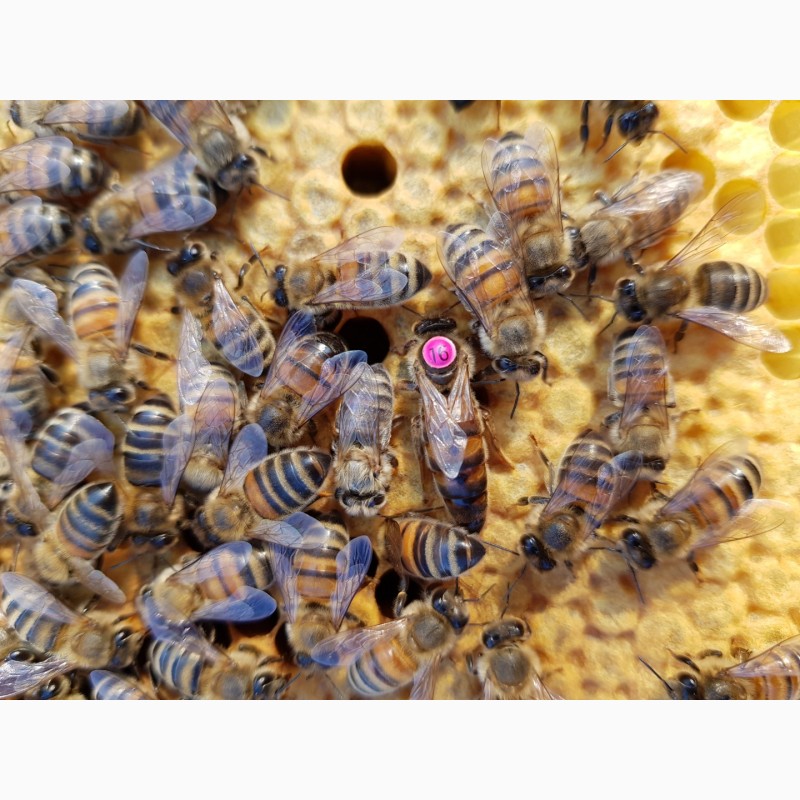 Фото 5. Продам 300 пчелопакетов с собственной пасеки Бакфаст
