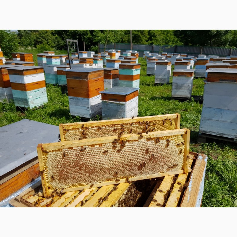 Фото 6. Продам 300 пчелопакетов с собственной пасеки Бакфаст