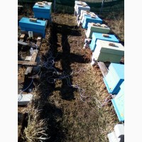 Пчелопакеты Карника Пешец с собственной пасеки с.Зазимье (Киев)