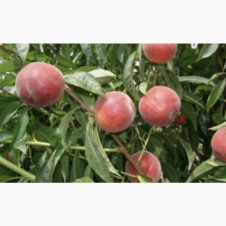 Персики и нектарин ОПТ