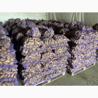 Фермерское хоз-во Агростарт Украина, продает картофель Гранада высшего качества