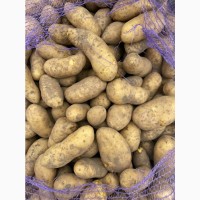 Фермерское хоз-во Агростарт Украина, продает картофель Гранада высшего качества