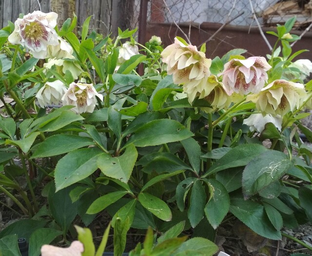 Фото 8. Махровые морозники (зимняя роза) 3-летние кусты