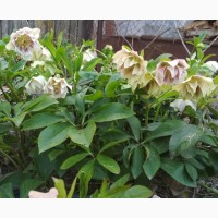Махровые морозники (зимняя роза) 3-летние кусты