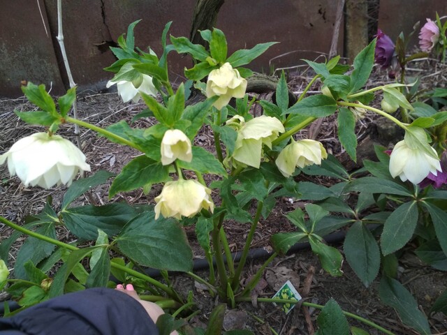 Фото 11. Махровые морозники (зимняя роза) 3-летние кусты