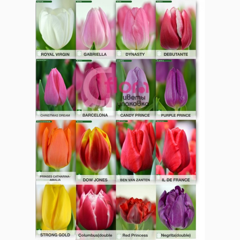 Тюльпаны опт Голландия к 8 марта, 14 февраля