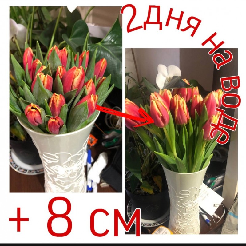 Фото 10. Тюльпаны опт Голландия к 8 марта, 14 февраля