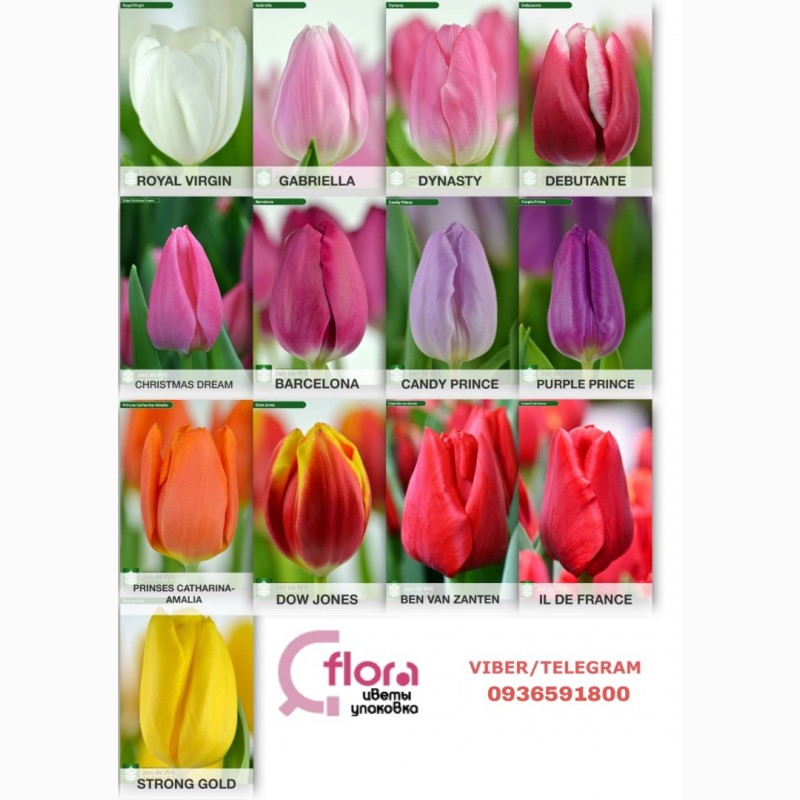 Фото 2. Тюльпаны опт Голландия к 8 марта, 14 февраля
