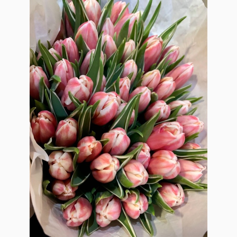 Фото 8. Тюльпаны опт Голландия к 8 марта, 14 февраля