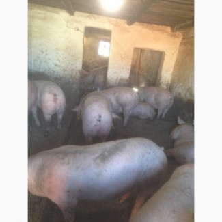 Продам свиней живым весом, мясного направления