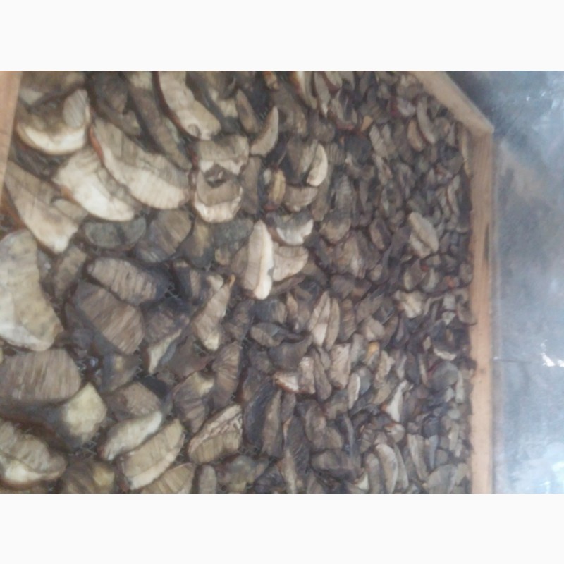 Фото 2. Сушені гриби підберезники