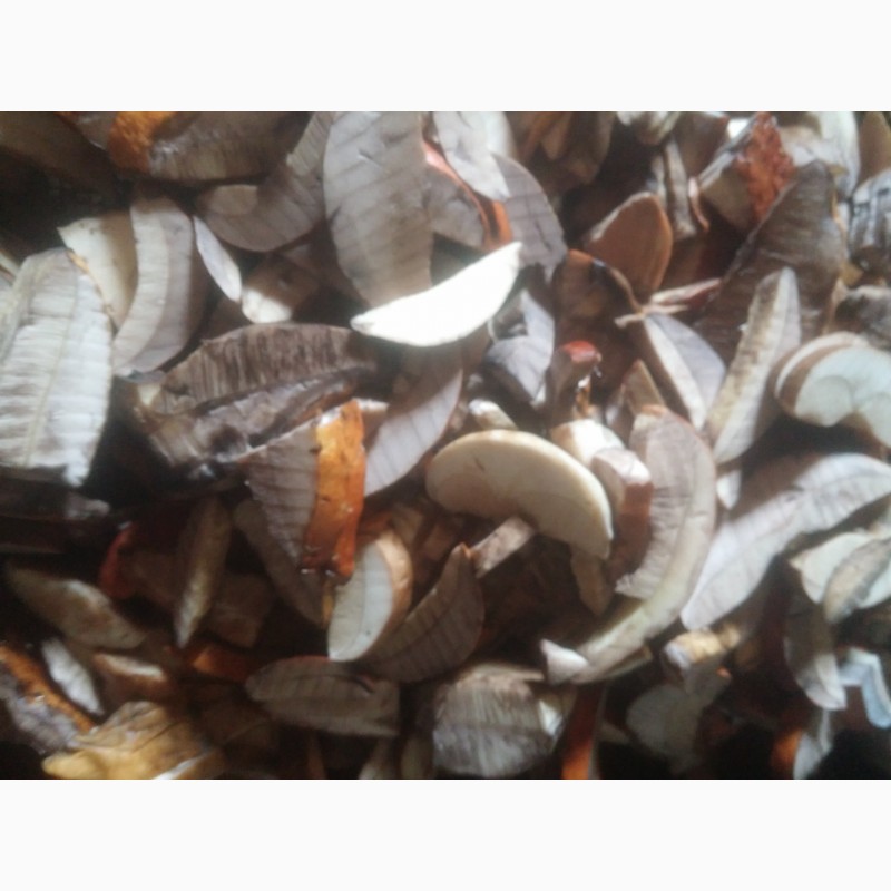 Фото 3. Сушені гриби підберезники