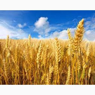 Семена Канадская озимая пшеница Альма, мягкая остистая, высев 100-140 кг/га
