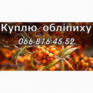 Куплю обліпиху!Дорого