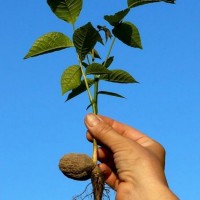 Сіянці волоського горіха 2-3 річні не сортовані для озеленення (Україна)
