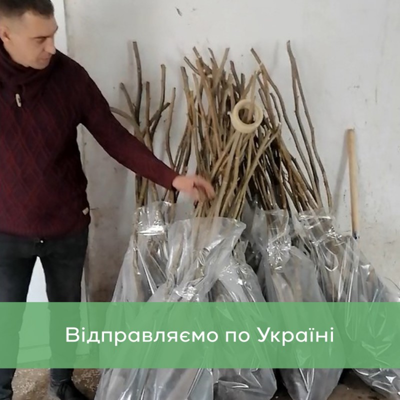 Фото 3. Сіянці волоського горіха 2-3 річні не сортовані для озеленення (Україна)