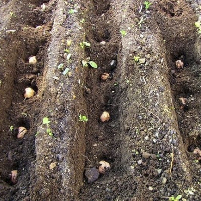 Фото 4. Сіянці волоського горіха 2-3 річні не сортовані для озеленення (Україна)