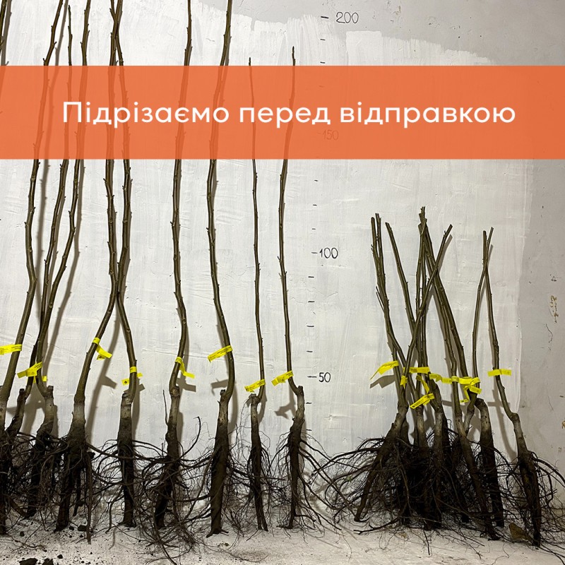 Фото 5. Сіянці волоського горіха 2-3 річні не сортовані для озеленення (Україна)