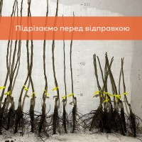 Сіянці волоського горіха 2-3 річні не сортовані для озеленення (Україна)