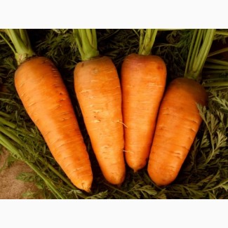 Оптом продам товарну моркву, Житомирська область