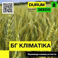 Насіння пшениці - БГ Кліматіка (BG Klimatika) пшениця м#039; яка озима (Biogranum D.O.O.)