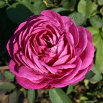 Продам качественные саженцы роз Чайно-гибридные