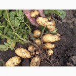 Продам картофель семенной 1, 2 репродукция Ривьера, Тирас, Эрроу, Гала, Летана