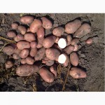 Продам картофель семенной 1, 2 репродукция Ривьера, Тирас, Эрроу, Гала, Летана