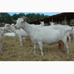 Продам дойных коз