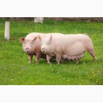 БМВД Гровер 15% для свиней (30-60 кг) ПРЕМИУМ линия Фидлайн