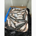 Продам рыбу с/м для продажи и промпереработки