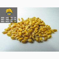 Насіння від виробника: соняшник, кукурудза, пшениця