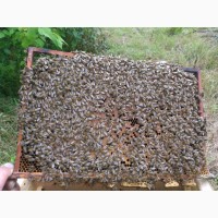 Бджолопакети 20- 25 шт