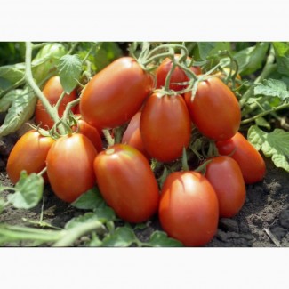 Продаём помидор сорт Сливка номерная оптом от производителя