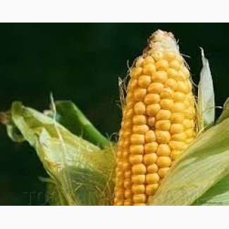 Семена кукурузы П9241/Р9241 AQUAmax Форс Зеа ФАО 360