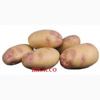 Продаём семенной картофель