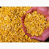 Реализуем кукурузу в больших объёмах
