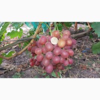 Продам виноград столовых сортов