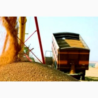 Перевезення зернових по Україні