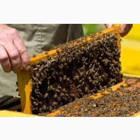 Продам пчело-пакеты, пчела Карника, Сумская обл