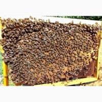 Бджолопакети карпатка з власної пасіки