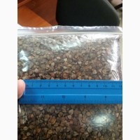 Семена гречки Гренби, Дикуль, Девятка - 1реп