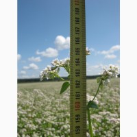 Семена гречки Гренби, Дикуль, Девятка - 1реп (60-65 дней)