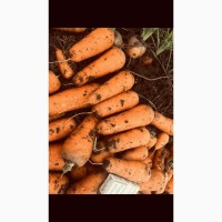 Продам Морковь сорт Абако, Каскад