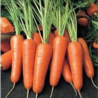 Оптом продам морковь, Львовская область