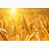 Продам пшеницю 3 клас, Харківська область
