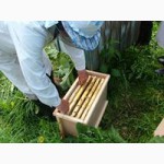 Продам пчелопакеты карпатских пчел